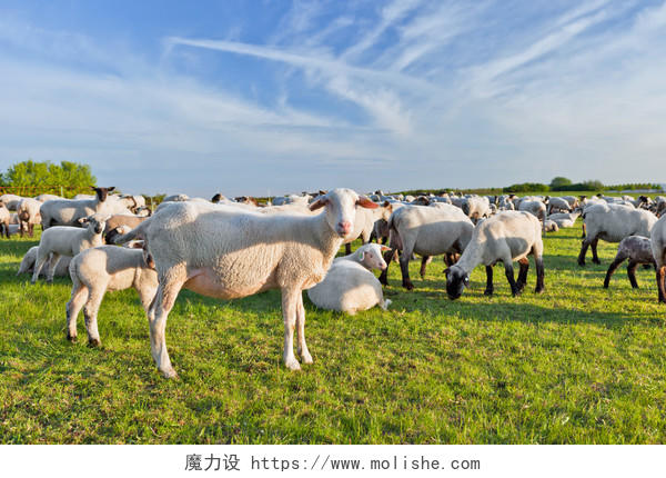 草原大草原羊群羊吃草放羊健康羊群